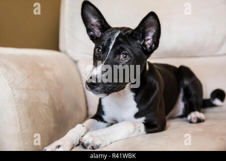 Drei Monate alten Basenji Welpen liegend auf einem Stuhl. (PR) Stockfoto