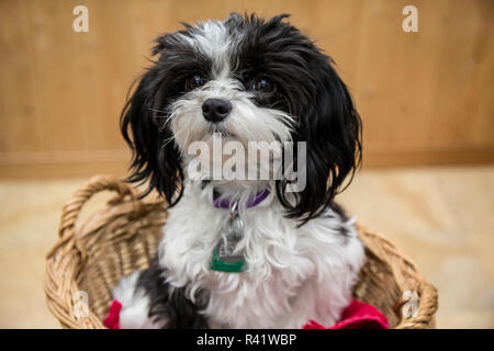 Maltipoo Welpen in einem Korb sitzen. Maltipoos sind eine Kreuzung hybrid Hund durch die Züchtung eines maltesischen und einen Pudel. (PR) Stockfoto