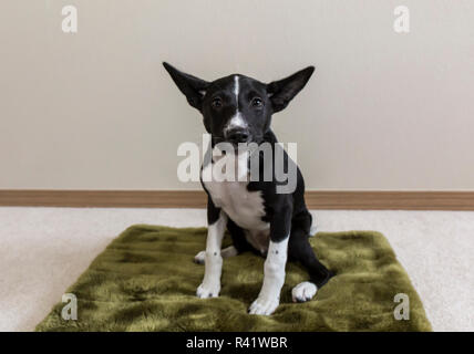 Drei Monate alten Basenji Welpen saß auf seinem Bett. (PR) Stockfoto