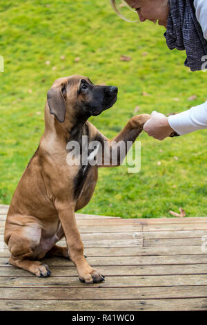 Issaquah, Washington State, USA. Vier Monate alten Rhodesian Ridgeback Welpen Durchführung der 'Shake'-Befehl mit seinem Besitzer. (PR, MR) Stockfoto