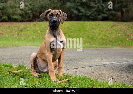 Issaquah, Washington State, USA. Vier Monate alten Rhodesian Ridgeback Welpen draussen zu sitzen. (PR) Stockfoto