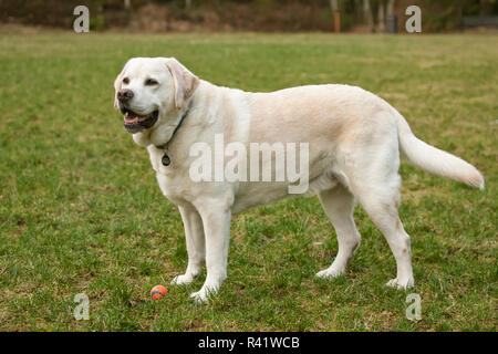 Issaquah, Washington State, USA. 6 Jahr alten Englischen gelben Labrador, Murphy, in einem Park nach einigen aktiven spielen Zeit steht. (PR) Stockfoto