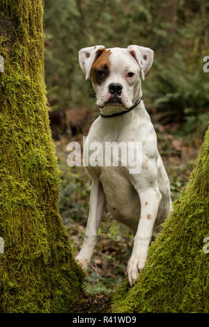 Issaquah, Washington State, USA. Boxer Welpen Schauen durch den Split Stamm eines bemoosten Baum in seinem Hinterhof. (PR) Stockfoto