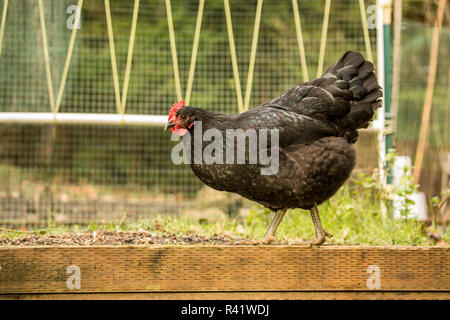 Issaquah, Washington State, USA. Frei Schwarz Australorp Huhn zu Fuß durch ein Pole bean Trellis in der ruhenden Garten Saison. (PR) Stockfoto