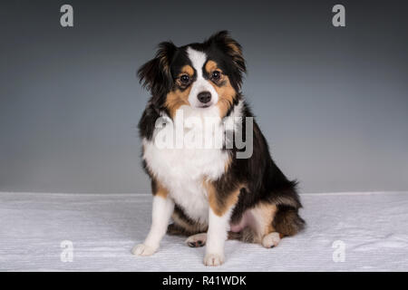Miniatur (oder Spielzeug) Australian Shepherd Welpen. (PR) Stockfoto