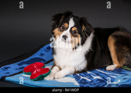 Miniatur (oder Spielzeug) Australian Shepherd Welpe liegend auf einer Decke mit seinem Spielzeug gefüllte Knochen. (PR) Stockfoto