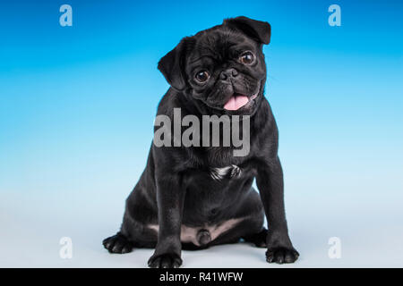 Schwarze Mops Welpen sitzen in einem Studio. (PR) Stockfoto