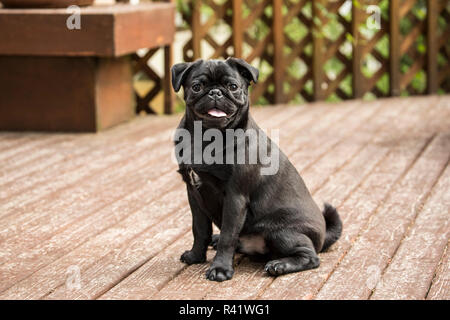 Issaquah, Washington State, USA. Schwarze Mops Welpen sitzen auf einer Zeder deck. (PR) Stockfoto