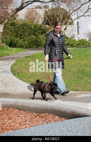 Seattle, Washington State, USA. Frau wandern Ihr schwarzes Pug in einem städtischen Umfeld. (PR, MR) Stockfoto