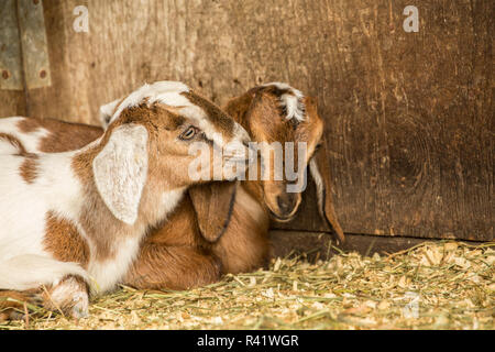 Issaquah, Washington State, USA. 12 Tage alten Mischling Nubian und Boer goat Kinder. (PR) Stockfoto