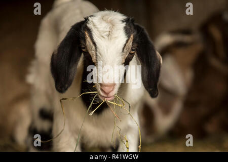 Issaquah, Washington State, USA. Zwölf Tage alten Mischling Nubian und Boer goat Kid essen Heu zum ersten Mal. (PR) Stockfoto