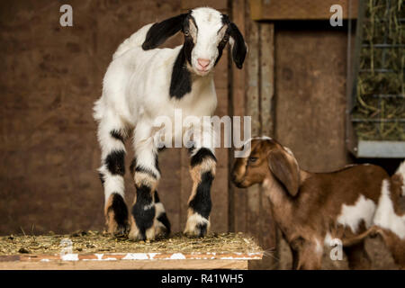 Issaquah, Washington State, USA. Zwei 12-Tage alten Mischling Nubian und Boer goat Kinder in einem offenen Bereich, in der Scheune posieren. (PR) Stockfoto