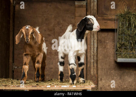 Issaquah, Washington State, USA. Zwei 12-Tage alten Mischling Nubian und Boer goat Kinder in einem offenen Bereich, in der Scheune posieren. (PR) Stockfoto