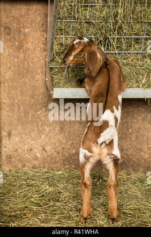 Issaquah, Washington State, USA. 12 Tage alten Mischling Nubian und Boer goat Kid essen Heu zum ersten Mal. (PR) Stockfoto