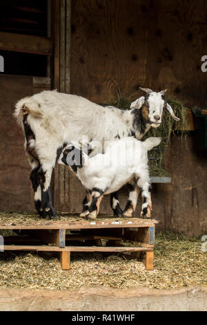 Issaquah, Washington State, USA. 12 Tage alten Mischling Nubian und Boer goat kid Krankenpflege. (PR) Stockfoto
