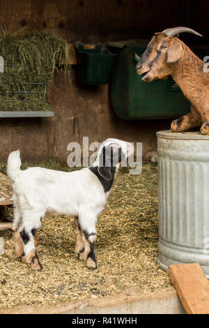 Issaquah, Washington State, USA. 12 Tage alten Mischling Nubian und Boer goat Kinder und Erwachsene doe. (PR) Stockfoto