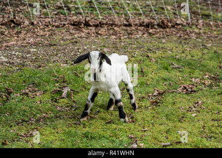 Issaquah, Washington State, USA. 12 Tage alten Mischling Nubian und Boer goat Kid die Erkundung der scheunenhof. (PR) Stockfoto