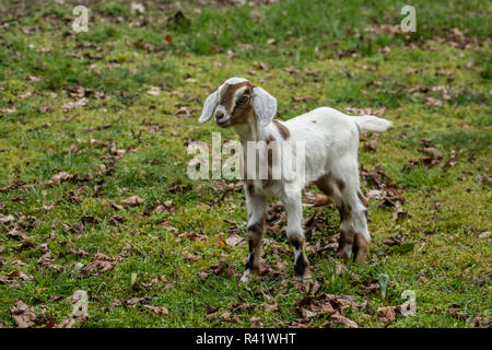 Issaquah, Washington State, USA. 12 Tage alten Mischling Nubian und Boer goat Kid die Erkundung der scheunenhof. (PR) Stockfoto