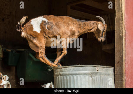 Issaquah, Washington State, USA. Nach doe Mischling Nubian und Boer goat auf eine upside-down-springen Metall Trog. (PR)