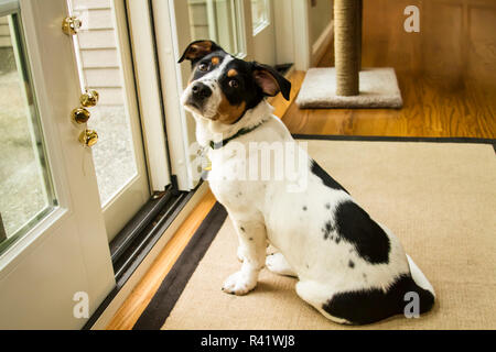 Vier Monate alten Fox Terrier Hund Mischling Welpe an der Tür warten, nach draußen zu gehen. (PR) Stockfoto