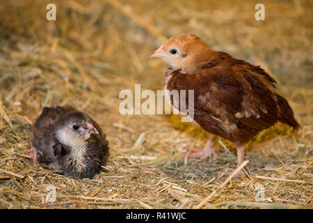 Rhode Island Rot Küken stehend und Schwarz Americana Küken, sitzend auf einem Strohballen. (PR) Stockfoto