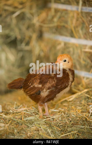 Rhode Island Rot Küken auf einem Strohballen. (PR) Stockfoto