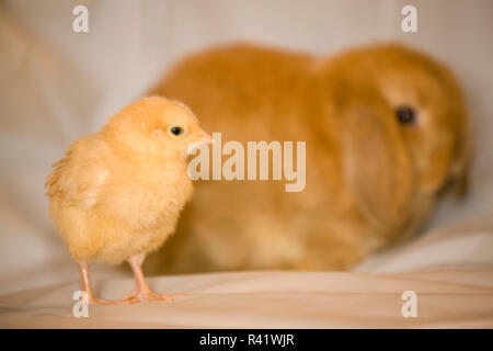 Buff Orpington Küken und Lop eared Bunny. (PR) Stockfoto