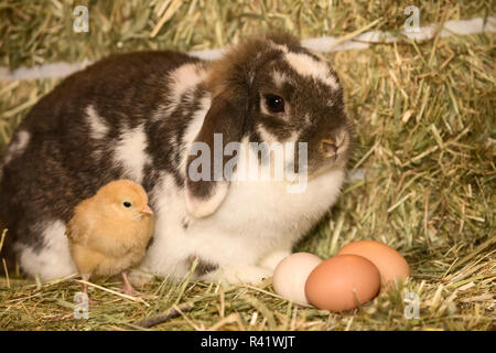 Buff Orpington Küken und eared Bunny neben Eier lop, auf einem Heuballen. (PR) Stockfoto