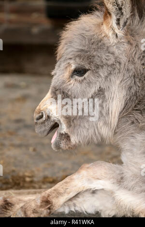 Fallen City, Washington State, USA. Porträt einer Miniatur mediterrane Esel Fohlen. (PR) Stockfoto