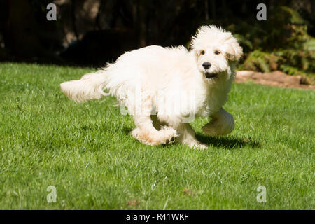 Issaquah, Washington State, USA. Fünf Monate alter Goldendoodle in seinem Hof läuft. (PR) Stockfoto