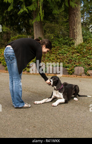 Issaquah, Washington State, USA. Sechs Monate alte Deutsche Dogge Welpe mit einer Behandlung für die Durchführung eines 'Down'-Befehl belohnt werden. (PR, MR) Stockfoto