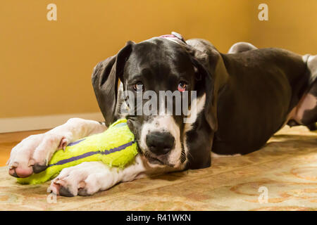 Sechs Monate alte Deutsche Dogge Welpe kauen ein Spielzeug. (PR) Stockfoto