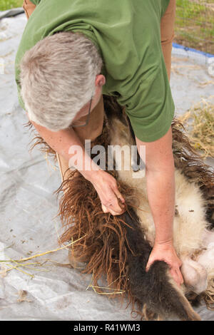 Nelke, Washington State, USA. Frau ziehen sich Tags aus Wolle von einem isländischen Erbe Schafe. (PR, MR) Stockfoto