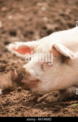 Nelke, Washington State, USA. Gloucestershire alte Flecken Schwein mit einem schmutzigen Gesicht in einem Schweinestall. (PR) Stockfoto