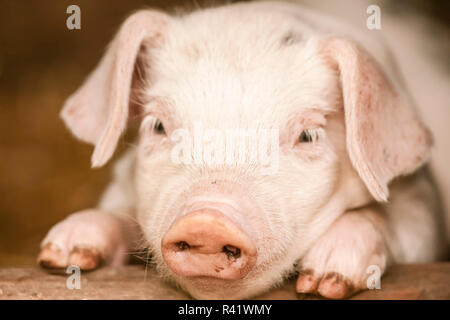 Nelke, Washington State, USA. Gloucester alten Spot Ferkel Portrait als es auf einem Brett lehnt. (PR) Stockfoto