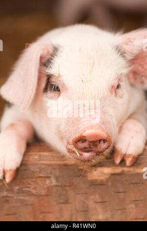 Nelke, Washington State, USA. Gloucester alten Spot Ferkel Portrait als es auf einem Brett lehnt. (PR) Stockfoto