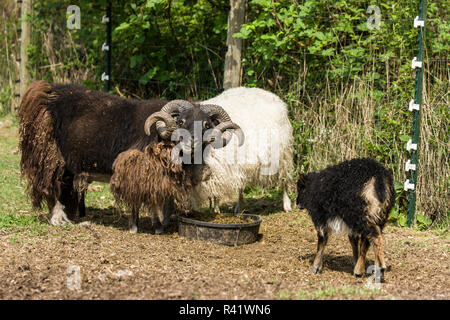 Nelke, Washington State, USA. Isländische Erbe Rasse der Schafe für Fleisch gezüchtet. Ihr Gesicht und Beine sind frei von Wolle. (PR) Stockfoto