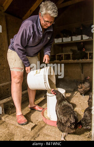 Nelke, Washington State, USA. Frau Schwarz Australorp Hühner füttern. (PR, MR) Stockfoto