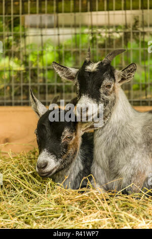 Issaquah, Washington State, USA. Zwei junge afrikanische Pygmy goat Kinder zusammen gekuschelt. Stockfoto