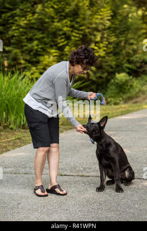 Issaquah, Washington State, USA. Vier Monate alten deutschen Schäferhund Welpen für gutes Verhalten belohnt. (PR, MR) Stockfoto