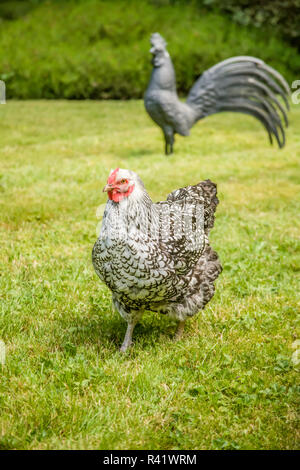 Issaquah, Washington State, USA. Freilandhaltung Silber - geschnürte Wyandotte chicken gehen über eine Wiese. (PR) Stockfoto
