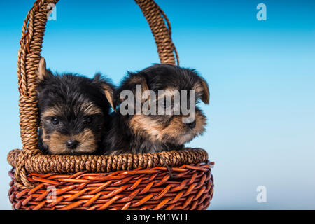 Zwei Teetasse Yorkshire Terrier Welpen in einem kleinen Korb sitzen. (PR) Stockfoto
