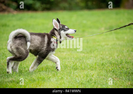 Issaquah, Washington State, USA. Drei Monate alten Alaskan Malamute Welpen ein Spaziergang im Park. (PR) Stockfoto