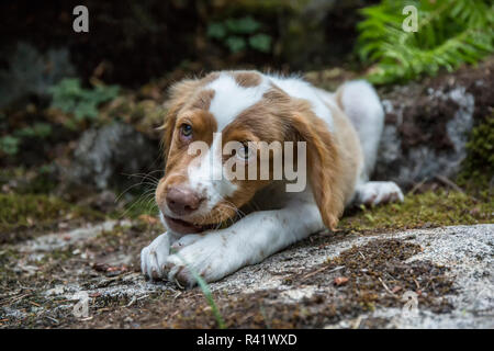 Issaquah, Washington State, USA. Zwei Monate alten Brittany Spaniel genießen einen kauen Stick. (PR) Stockfoto