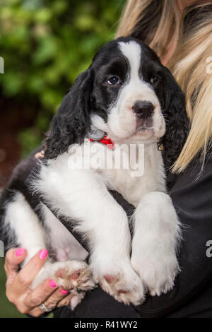 Issaquah, Washington State, USA. Frau, die ihre zwei Monate alten Springer Spaniel Welpen halten. (MR, PR) Stockfoto