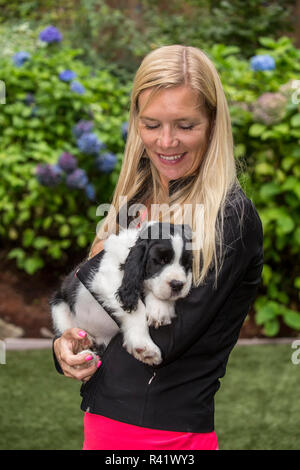 Issaquah, Washington State, USA. Frau, die ihre zwei Monate alten Springer Spaniel Welpen halten. (MR, PR) Stockfoto