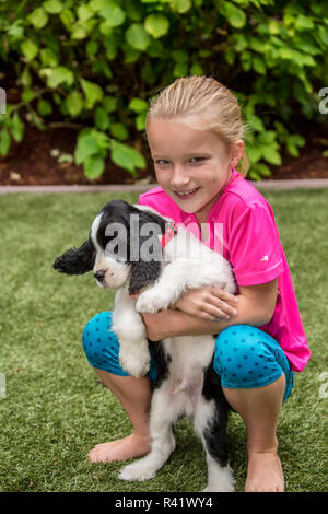 Issaquah, Washington State, USA. Sieben Jahre alten Mädchen halten und umarmte ihre zwei Monate alten Springer Spaniel Welpen. (MR, PR) Stockfoto