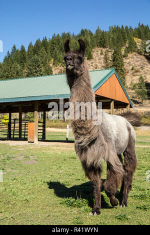 Leavenworth, Washington State, USA. Llama vor einem überdachten Unterstand. (PR) Stockfoto