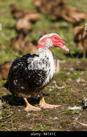 Nelke, Washington State, USA. Männliche Muscovy duck in eine Herde von Khaki Campbell Enten. (PR) Stockfoto