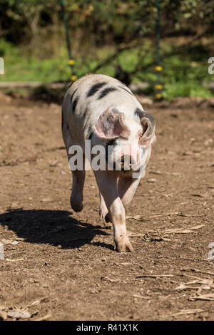 Nelke, Washington State, USA. Gloucestershire alte Flecken Schwein läuft. (PR) Stockfoto